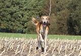 SALUKI 070
